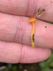 Hygrocybe mucronella