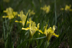 Iris humilis