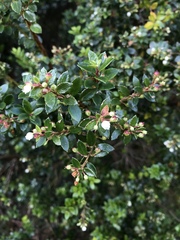 Gaultheria
