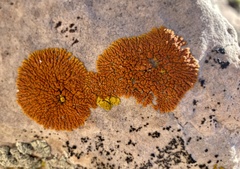 Xanthomendoza trachyphylla
