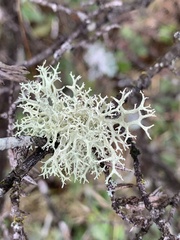 Evernia mesomorpha
