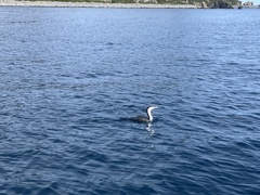 Phalacrocorax varius varius