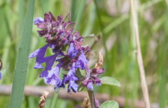 Dracocephalum nutans