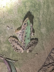 Lithobates sphenocephalus utricularius