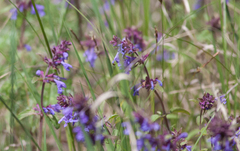 Dracocephalum nutans