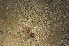 Myrmecocystus testaceus