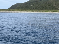Phalacrocorax varius varius
