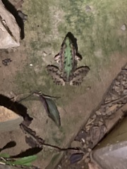 Lithobates sphenocephalus utricularius