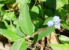 Commelina diffusa