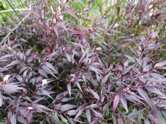 Strobilanthes auriculata dyeriana