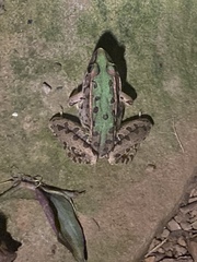 Lithobates sphenocephalus utricularius