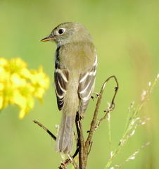Empidonax minimus