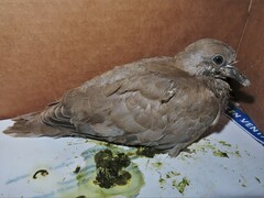 Streptopelia decaocto