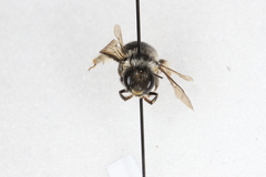 Anthophora terminalis