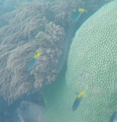 Pomacentrus philippinus