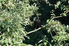 Corvus brachyrhynchos caurinus