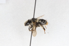 Anthophora terminalis