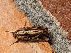 Spodoptera dolichos
