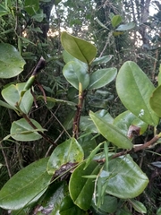 Magnolia pallescens