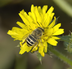 Anthophora