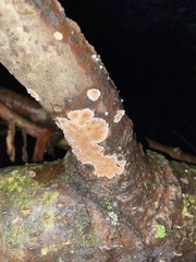 Steccherinum ochraceum