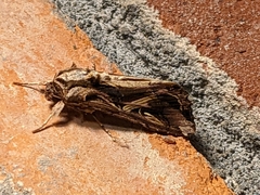 Spodoptera dolichos