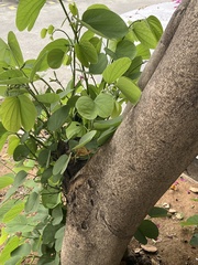 Bauhinia