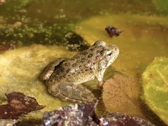 Rana boylii