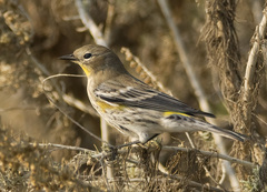 Setophaga coronata auduboni