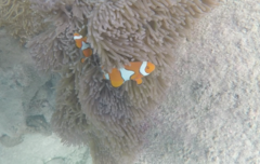 Amphiprion percula