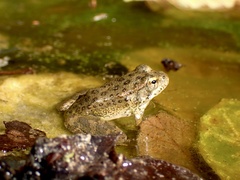 Rana boylii