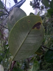 Magnolia pallescens
