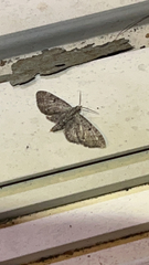 Eupithecia miserulata