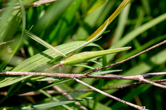 Asclepias linearis