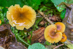 Chrysomphalina chrysophylla