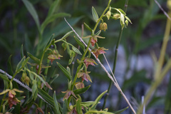 Epipactis gigantea