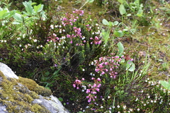 Phyllodoce empetriformis