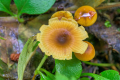 Chrysomphalina chrysophylla