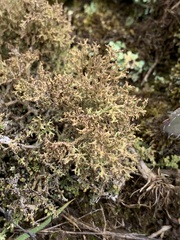Cladonia furcata
