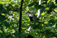Corvus brachyrhynchos caurinus