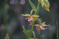 Epipactis gigantea