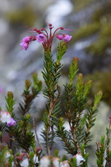 Phyllodoce empetriformis