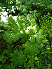 Podophyllum peltatum