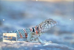 Crotaphytus collaris