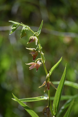 Epipactis gigantea