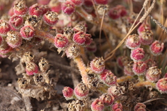 Mesembryanthemum crystallinum