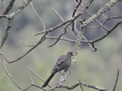 Phainopepla nitens
