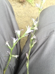 Campanula rapunculus lambertiana