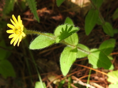 Melampodium montanum