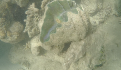 Hippopus hippopus